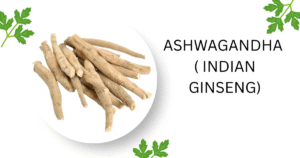 Read more about the article Ashwagandha ( Indian Ginseng / Winter Cherry)