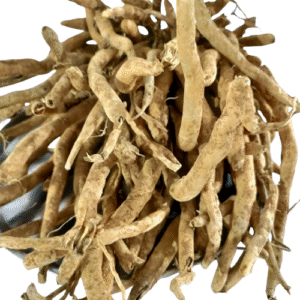 Shatavari (Asparagus racemosus)