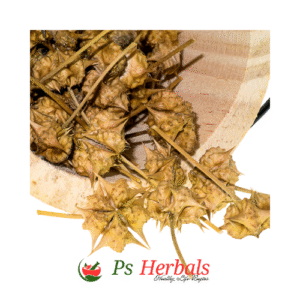 Gokhru (Tribulus terrestris)