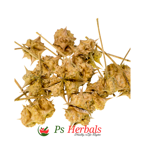 Gokhru (Tribulus terrestris) - Image 2