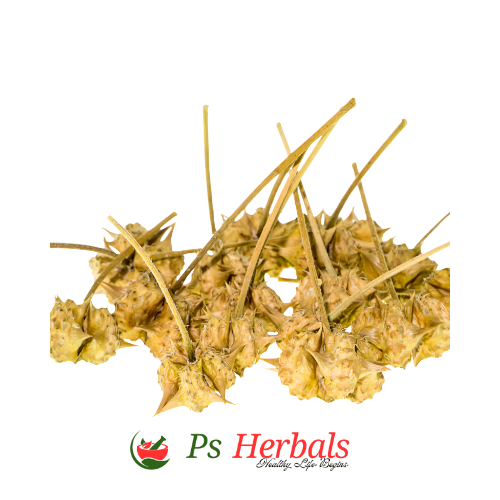 Gokhru (Tribulus terrestris) - Image 3